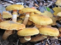 Herbst-05-Pilze